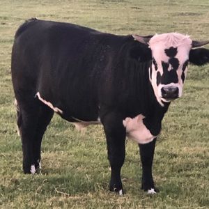 Meet your Posher, Lee